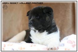 akita, akita américain, chiots, chien, race, american akita