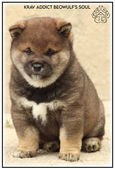 shiba, chiot, lof, shiba inu