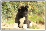 chiot, akita, akita americain, american akita