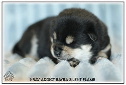 chiot, shiba, shiba inu, lof, disponible
