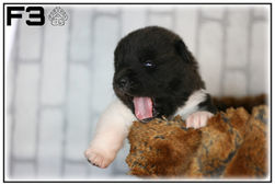akita, akita américain, chiots, chien, race, american akita