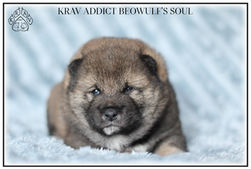 shiba, chiot, lof, shiba inu