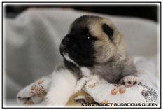 Akita, Akita américain, American Akita, chiot, Puppy