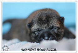 shiba, chiot, lof, shiba inu