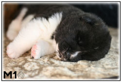 akita, akita américain, chiots, chien, race, american akita