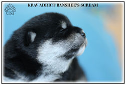 shiba, chiot, lof, shiba inu