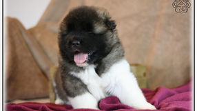 chien akita américain, chiot akita américain, elavge akita américain, akita américain france, american akita,