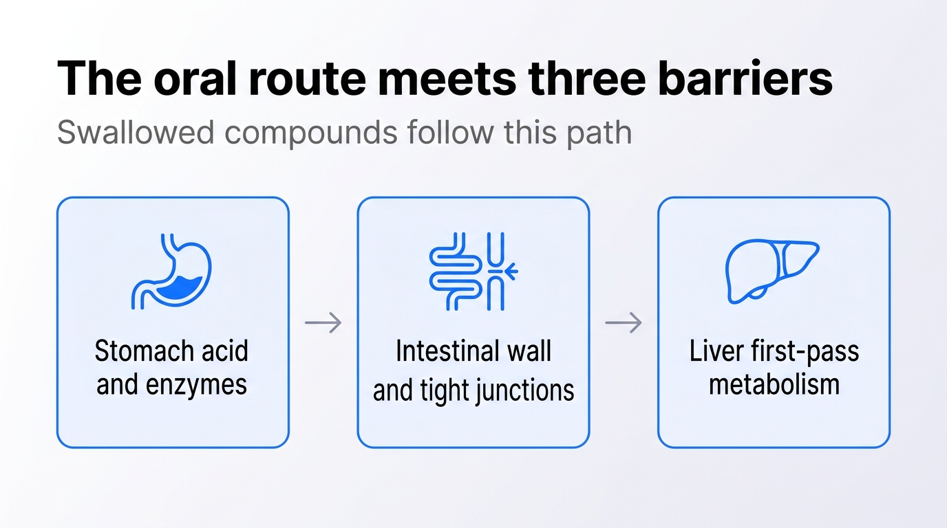 Three cards showing the stomach and gut, the intestinal wall, and the liver as barriers for a swallowed hormone.