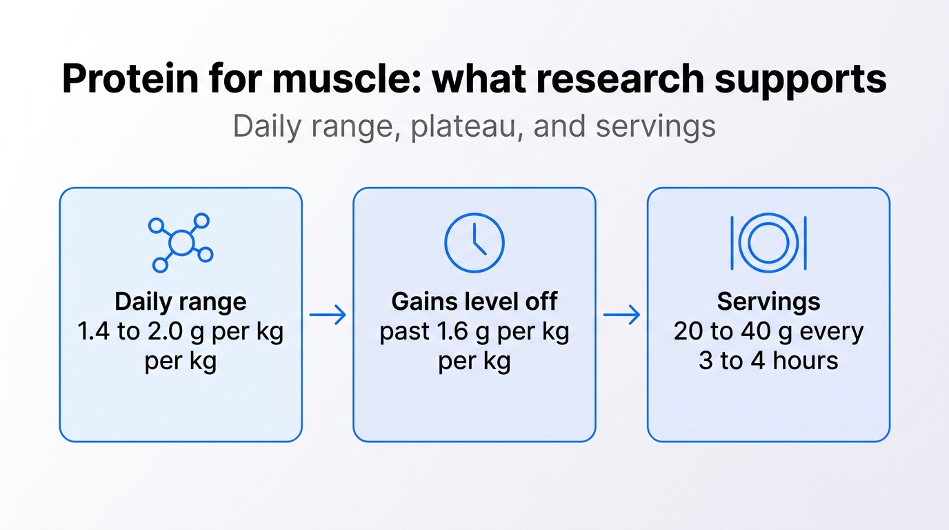 Three fact cards on protein for muscle: the ISSN range of 1.4 to 2.0 g per kg per day, a meta-analysis plateau beyond about 1.6 g per kg per day, and servings of 20 to 40 g.