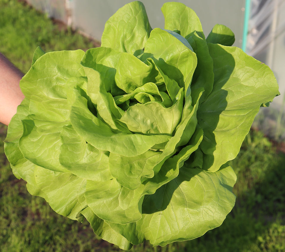 Salatkopf