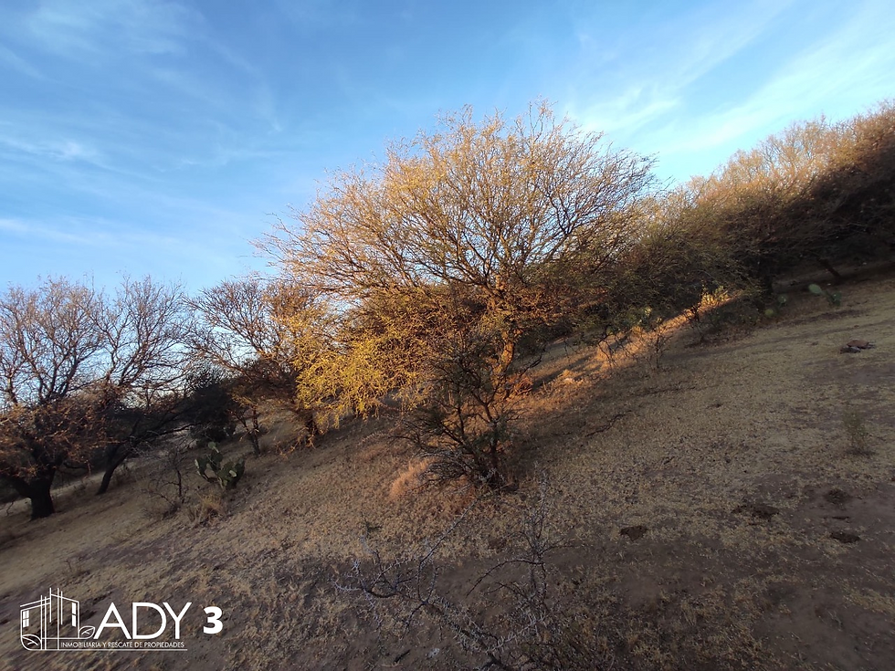 Miniatura: Terreno en venta, Cieneguitas, Guadalupe, Zac