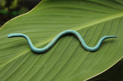 "When the snake sheds its skin, we must shed our past".