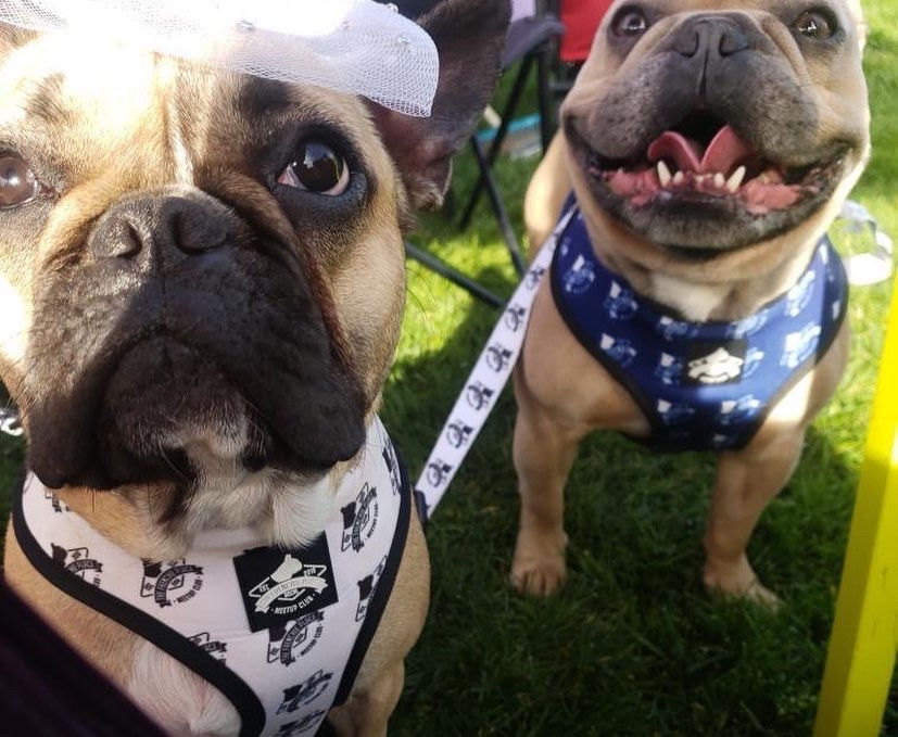 Thumbnail: Frenchie Place Blue and Black Reversible Harness