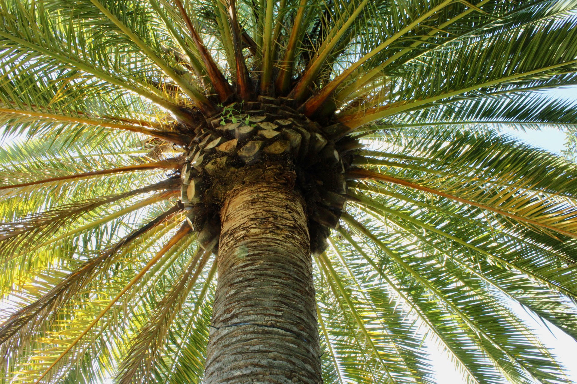 Palm Tree