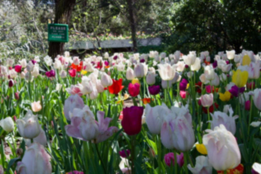 Tulips 2