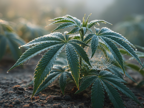 Mind Health and Cannabis: Cannabis Mental Health Insights