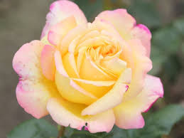 A rose by any other name