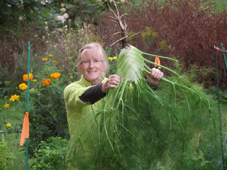 Fennel in Ferrisburgh