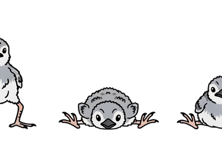 Metabolic Bone Disease in Wild Birds: A Nutrition Guide for Rehabilitators