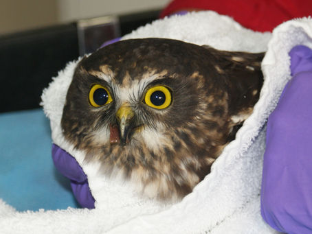 Minimising Stress for Wild Birds