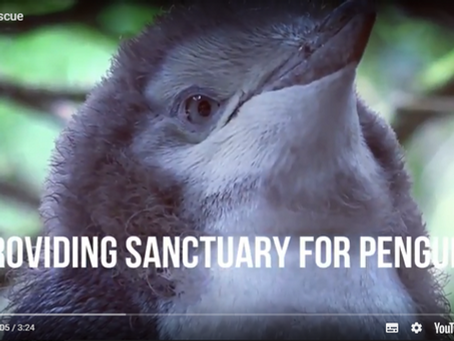 Penguin Rescue, Protecting Endangered Yellow-eyed Penguins