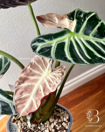 その他観葉植物 ALOCASIA HEART BALLON PINK VARIGATED その他観葉植物 ALOCASIA HEART BALLON PINK VARIGATED Variegated