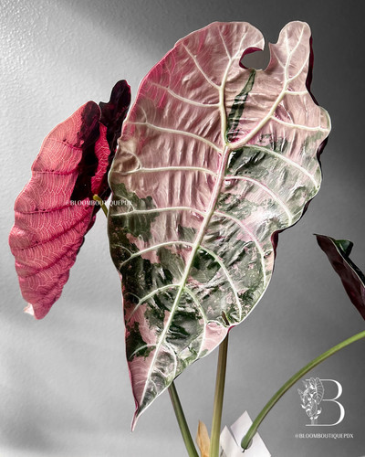 Alocasia 'Watsoniana' Doff True Pink Variegated Corms | Bloom Boutique
