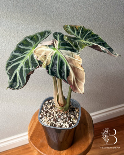 ALOCASIA HEART BALLON PINK VARIGATED② Variegated Pink Alocasia Heart Balloon - Tissue Culture Plant - Etsy