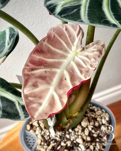 Alocasia Heart Balloon Pink Variegated Mother Plant | Bloom Boutique