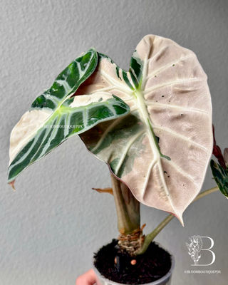 Alocasia Heart Balloon Pink Variegated | Bloom Boutique