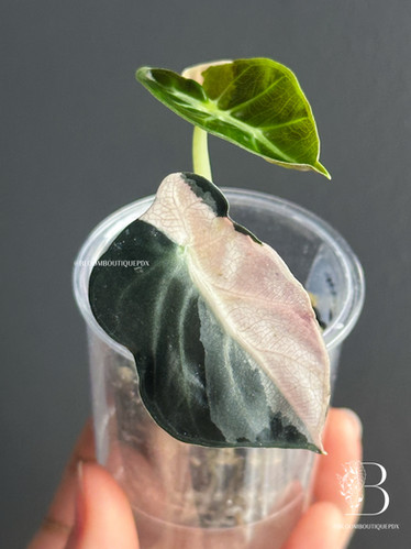 Alocasia Heart Balloon Pink Variegated | Bloom Boutique