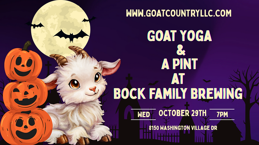 Spooky Goat Yoga & A Pint  (1)