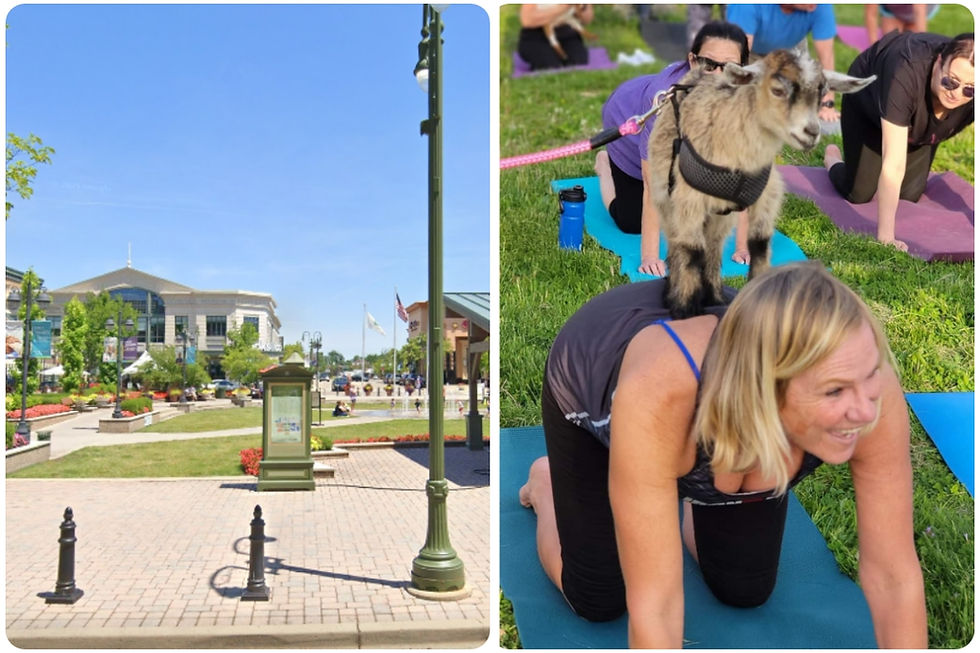 Goat yoga at the Greene!