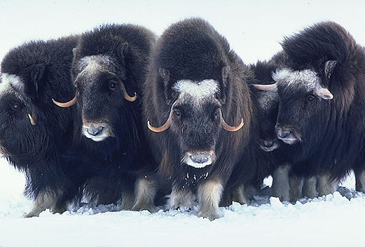 Creatures of the Ice Age (2).jpg