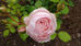Sally's Garden in bloom!