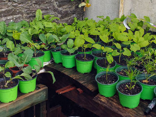 Planting Mad