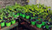 Planting Mad