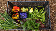 Bountiful harvest