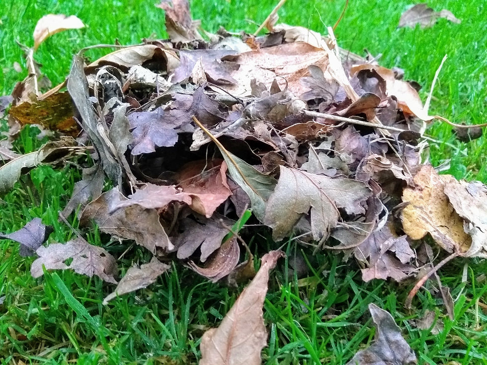Autumn gold... fallen leaves are the precursor to magical leaf mould
