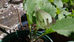 Slugs and other bugs