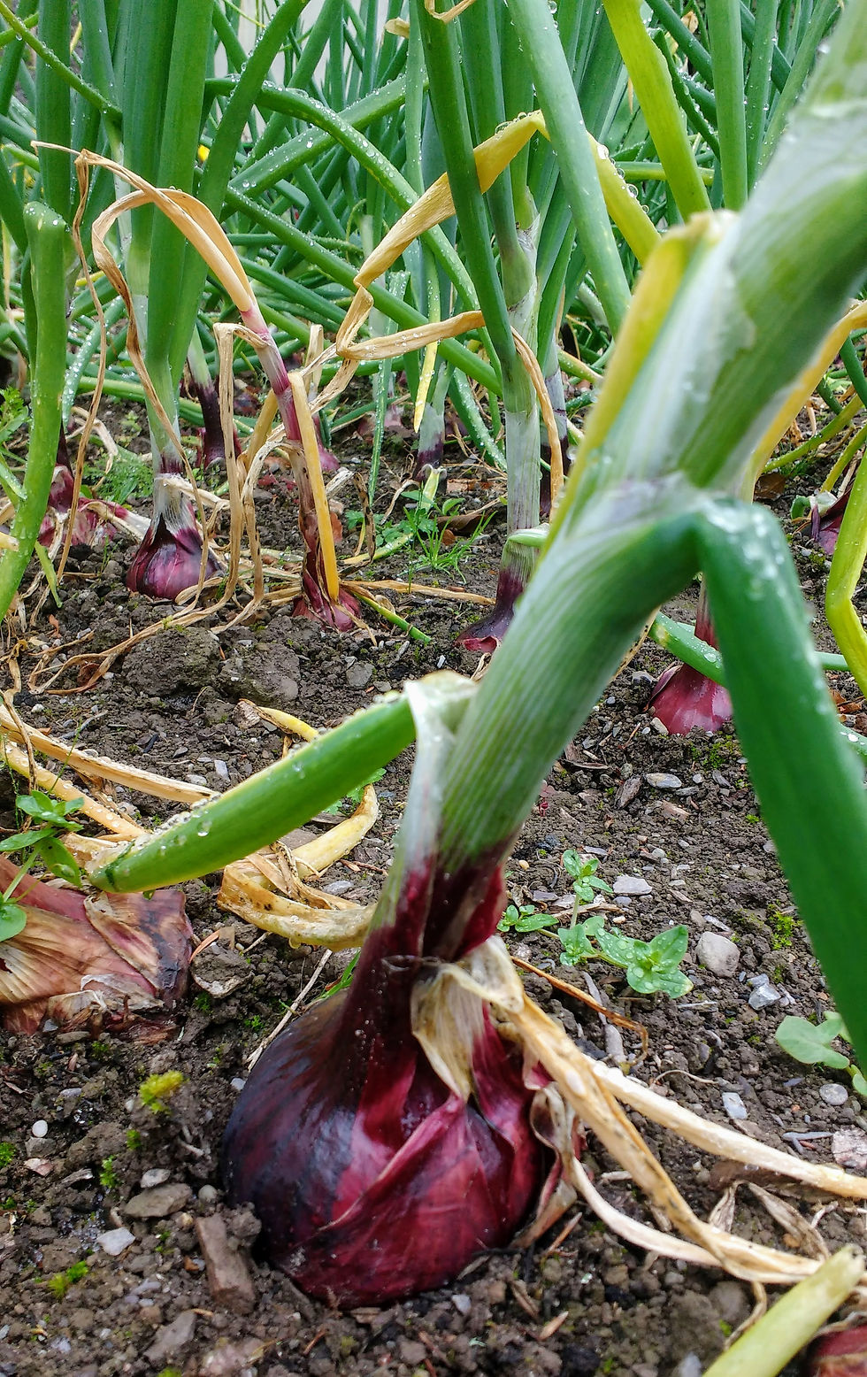 Onions ready to harvest in Sally's Garden at Liss Ard Estate