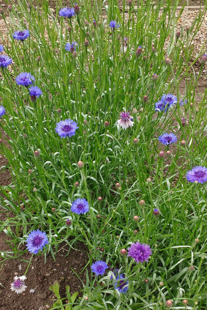 Cornflowers (Centaurea cynaus) in bloom at Sally's Garden