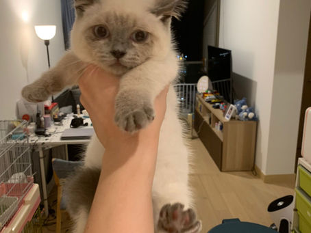 7月2022更新:稀有正宗colorpoint 重點色英短曼基 (己有主人)