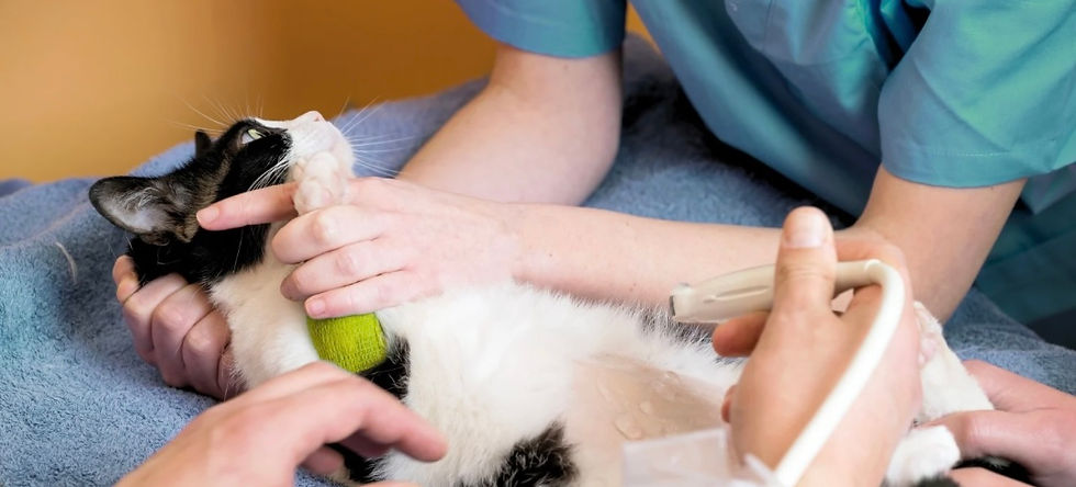 其他服務 (手機桌面背景) - 1.jpg