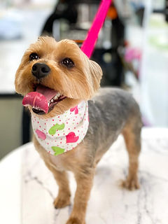yorkie.jpg
