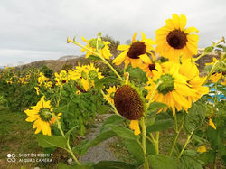 IMG-20220725-WA0090