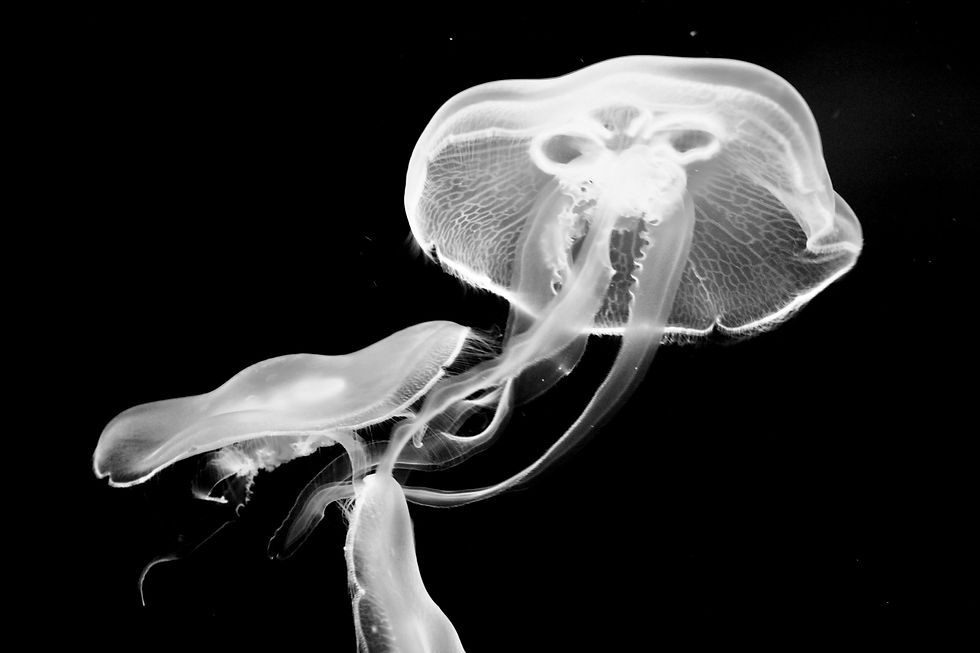 Let's Do It (Let's Fall In Love)