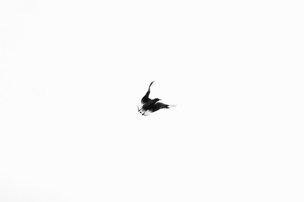 Free As A Bird
