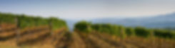 Wine Country Vineyard
