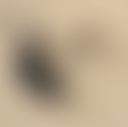 Arma usada em tentativa de homicídio é encontrada após trabalho de investigação em Delmiro Gouveia